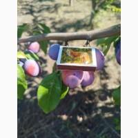 Продам сливу сорт Президент