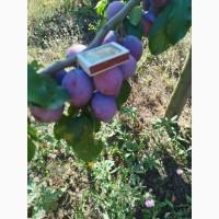 Продам сливу сорт Президент