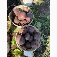 Продам моркву Абако