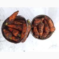 Продам моркву Абако