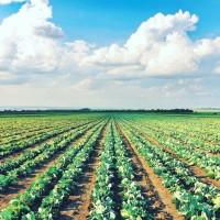 Продам капусту Агресор