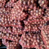 Продам цибулю