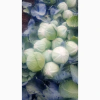Продам капусту агрессор та буряк пабло 0688386670