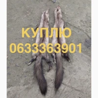 Куплю шкури шкіри куниці кам’янки хутро Мех шкірки