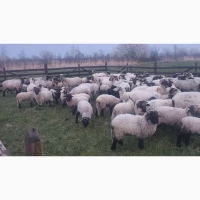 Вівці, барани, ягнята