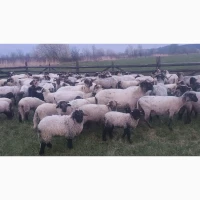 Вівці, барани, ягнята