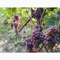 Продам Саджанці Столових та винних сортів винограду