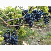 Продам Саджанці Столових та винних сортів винограду