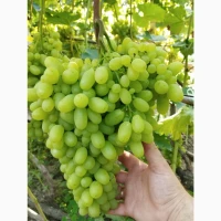 Продам Саджанці Столових та винних сортів винограду