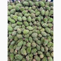 Продам соснові шишки свіжі