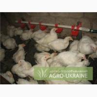 Бройлеров живым весом