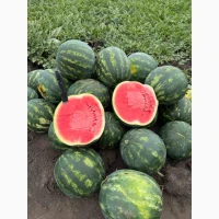 Продам кавун з поля