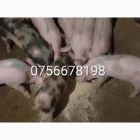 Продам поросят трохрородка
