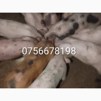 Продам поросят трохрородка
