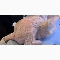 Продам тушки бройлерного индюка