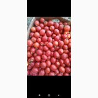 Продам томати