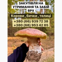 Закупівля ВРХ