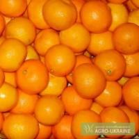 МАНДАРИН ОПТОМ. Продаю Мандарин крупным и средним оптом, Украина