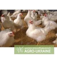 Якісний комбікорм від ВАТ Миронівський хлібопродукт
