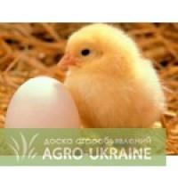 Продажа Суточного Молодняка (Несушки)