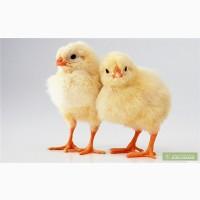 Продам курчат бройлерів