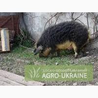 Продаю поросята породы мангал