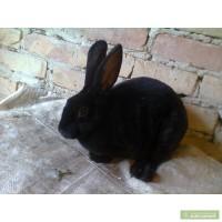 Кролі породи рекс
