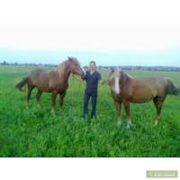 Продам пару коней