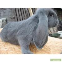 Продам кролики французкий баран.Калифорния.