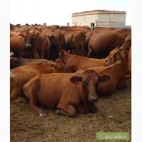 Продам КРС оптом