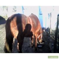 Продам Кобилу Львівська Область 13 років