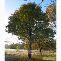 Саженцы клена, граба, липы, черёмухи, рябины, ели, сосны, берёзы, дуба