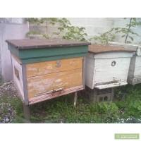 Пчели. Продам бджіл.