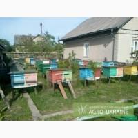 Продам пасеку!