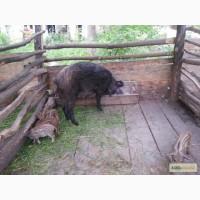 Продам поросят МАНГАЛ