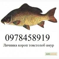 Личинка та зарибок: короп товстолоб б. амур судак щука сом веслоніс