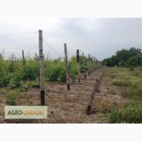 Срочно продам виноградник