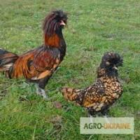 Пр0двжв инку6вци0нных яиц кур п0р0ды Пвдувн 30л0т0й.Д0ств8кв 8 лю60й г0р0д Укрвины