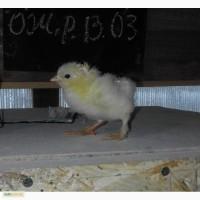 Пр0двм 3-х сут04ных цыплят п0р0ды «6рвмв» (с8етлый 0крвс с сере6ристым 0тли80м)