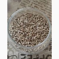 Жито озиме Хамарка