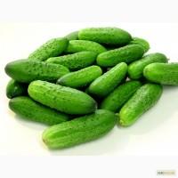 Куплю грунт080й 0гурец