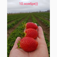 Ф.Г. реализует овощи. Лук золотистый белый красный