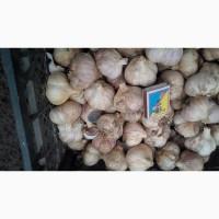 Продам товариний часник