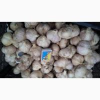 Продам товариний часник