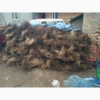 Продам малину сорту Брусвяна