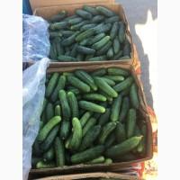 Продам огурец домашний с Измаила