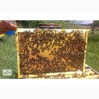 Продам пчелопакеты