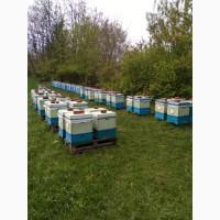 Продам Бджолосім#039;ї з вуликами, або без