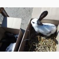 Продам кролі породи німецький й строкач