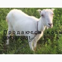Продаются козы разных пород